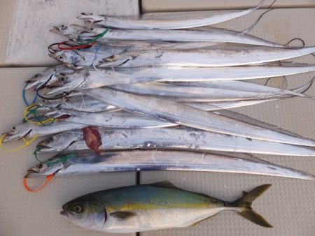 Hit Rush(ヒット ラッシュ） 釣果…