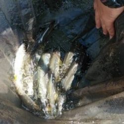 大井川(大井川(非)漁業協同組合) 釣果