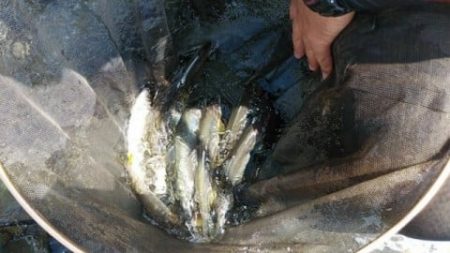 大井川（大井川(非)漁業協同組合） 釣果