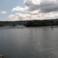 大井川(大井川(非)漁業協同組合) 釣果