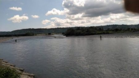 大井川(大井川(非)漁業協同組合) 釣果