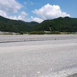 大井川(大井川(非)漁業協同組合) 釣果