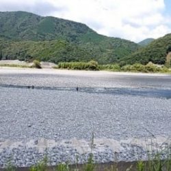 大井川(大井川(非)漁業協同組合) 釣果