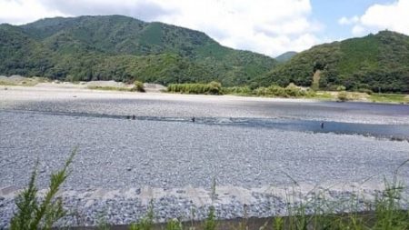 大井川(大井川(非)漁業協同組合) 釣果