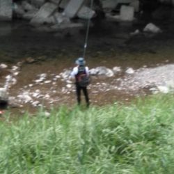 大井川(大井川(非)漁業協同組合) 釣果