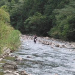 大井川(大井川(非)漁業協同組合) 釣果