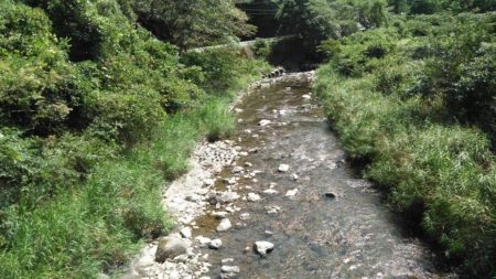 大井川(大井川(非)漁業協同組合) 釣果