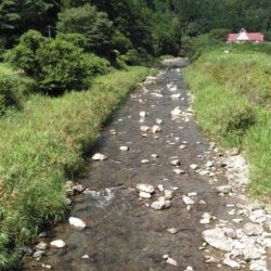 大井川(大井川(非)漁業協同組合) 釣果