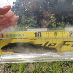 大井川(大井川(非)漁業協同組合) 釣果