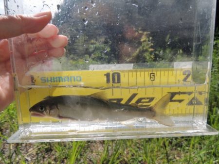 大井川（大井川(非)漁業協同組合） 釣果