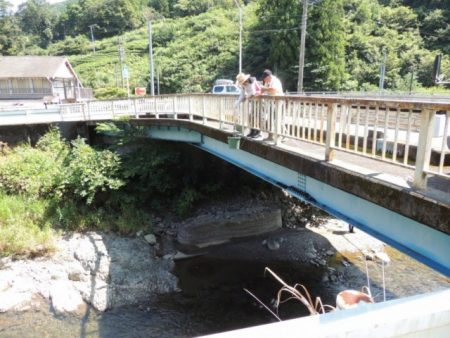 大井川(大井川(非)漁業協同組合) 釣果