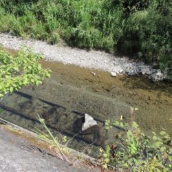 大井川(大井川(非)漁業協同組合) 釣果