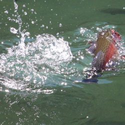 小菅トラウトガーデン 釣果