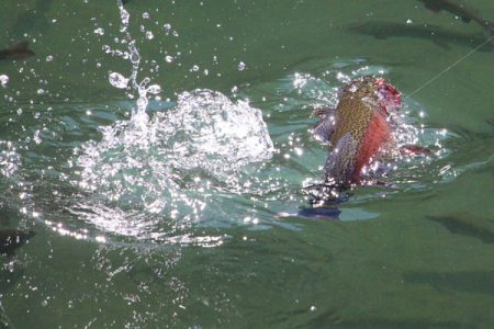 小菅トラウトガーデン 釣果