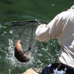 小菅トラウトガーデン 釣果