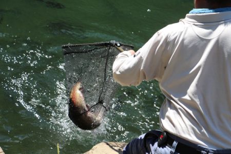 小菅トラウトガーデン 釣果