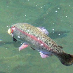 小菅トラウトガーデン 釣果