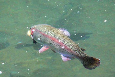 小菅トラウトガーデン 釣果