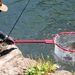 小菅トラウトガーデン 釣果