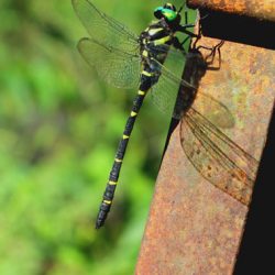 小菅トラウトガーデン 釣果