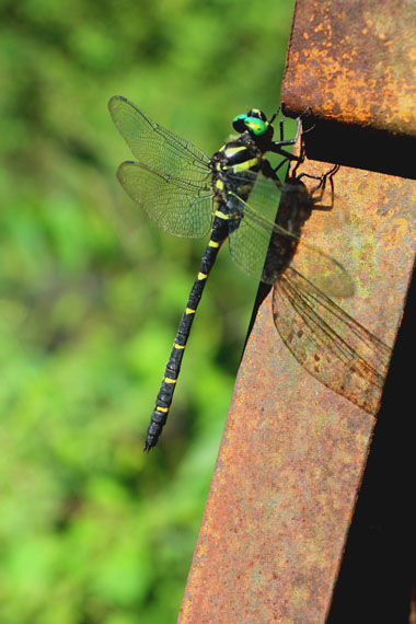 小菅トラウトガーデン 釣果