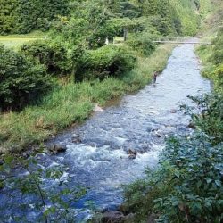 大井川(大井川(非)漁業協同組合) 釣果