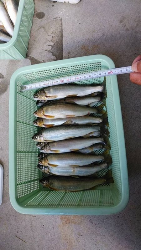 大井川（大井川(非)漁業協同組合） 釣果