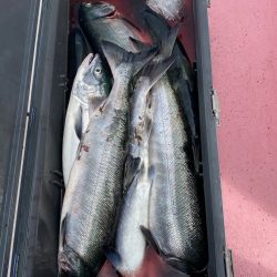 第八平成丸 釣果