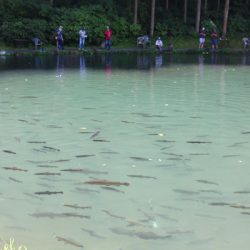 小菅トラウトガーデン 釣果