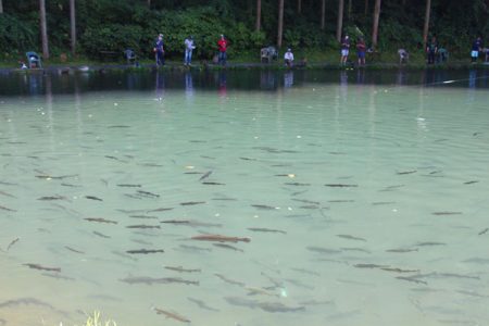 小菅トラウトガーデン 釣果