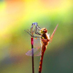 小菅トラウトガーデン 釣果