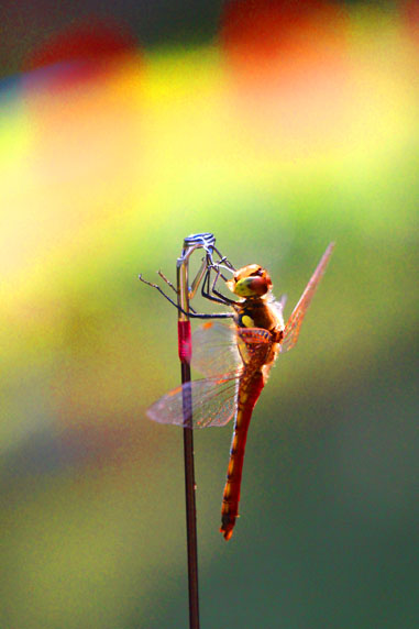 小菅トラウトガーデン 釣果