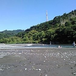 大井川(大井川(非)漁業協同組合) 釣果