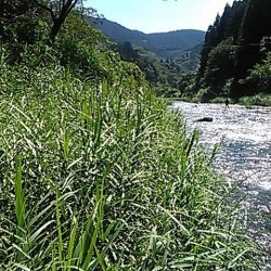 大井川(大井川(非)漁業協同組合) 釣果