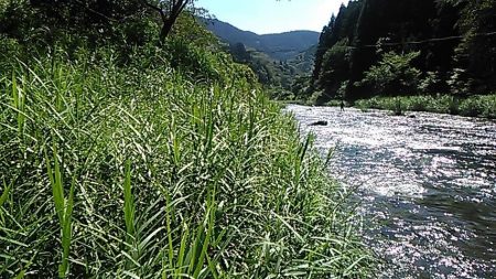 大井川(大井川(非)漁業協同組合) 釣果