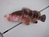 遊漁船 幸友丸 釣果