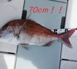 遊漁船 幸友丸 釣果