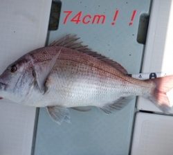 遊漁船 幸友丸 釣果