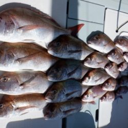 遊漁船 幸友丸 釣果