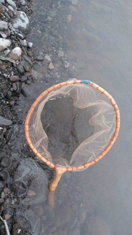 大井川（大井川(非)漁業協同組合） 釣果