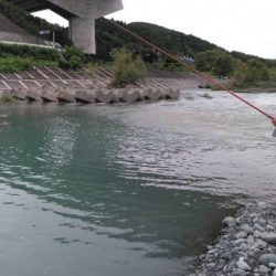 大井川(大井川(非)漁業協同組合) 釣果