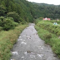 大井川(大井川(非)漁業協同組合) 釣果