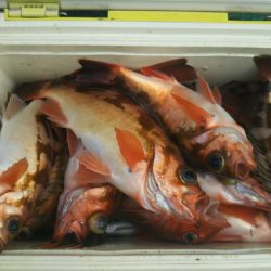 モンロー号 釣果