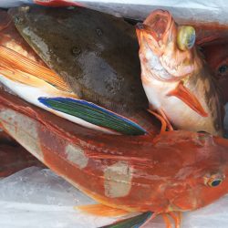 モンロー号 釣果