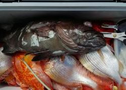 長栄丸(静岡) 釣果