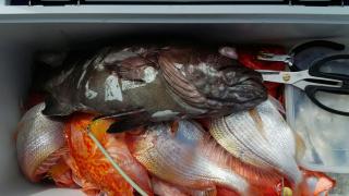 長栄丸(静岡) 釣果