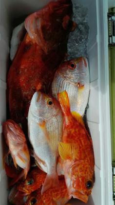 長栄丸(静岡) 釣果