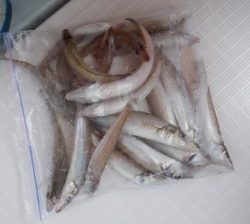 遊漁船 幸友丸 釣果