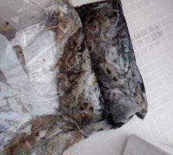 遊漁船 幸友丸 釣果