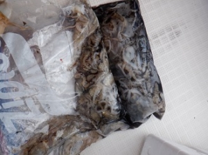 遊漁船 幸友丸 釣果